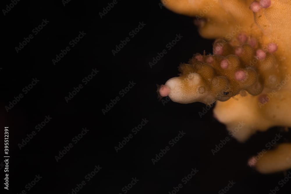 Egg-sperm bundles before spawning of Acropora elseyi