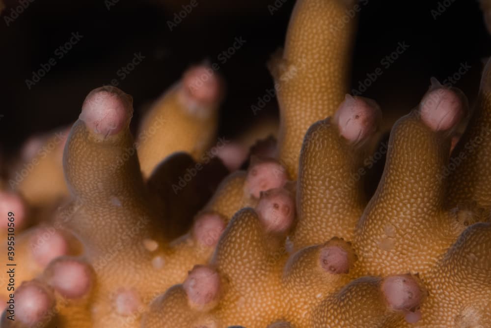 Egg-sperm bundles before spawning of Acropora elseyi