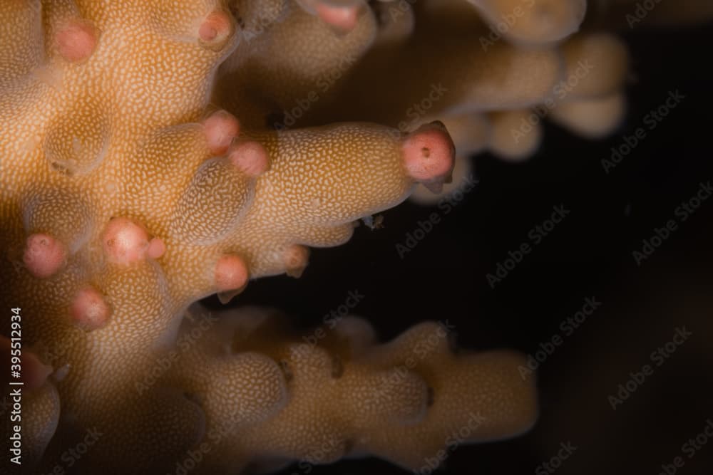 Egg-sperm bundles before spawning of Acropora elseyi