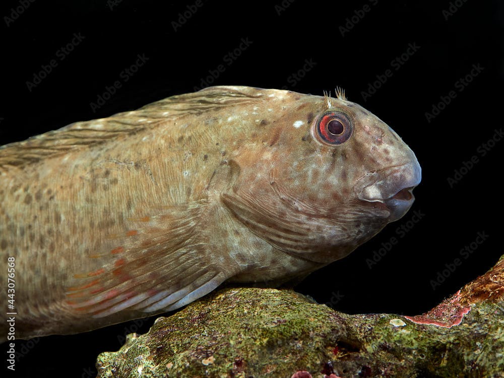 The rusty blenny or Black Sea blenny , Parablennius sanguinolentus.
