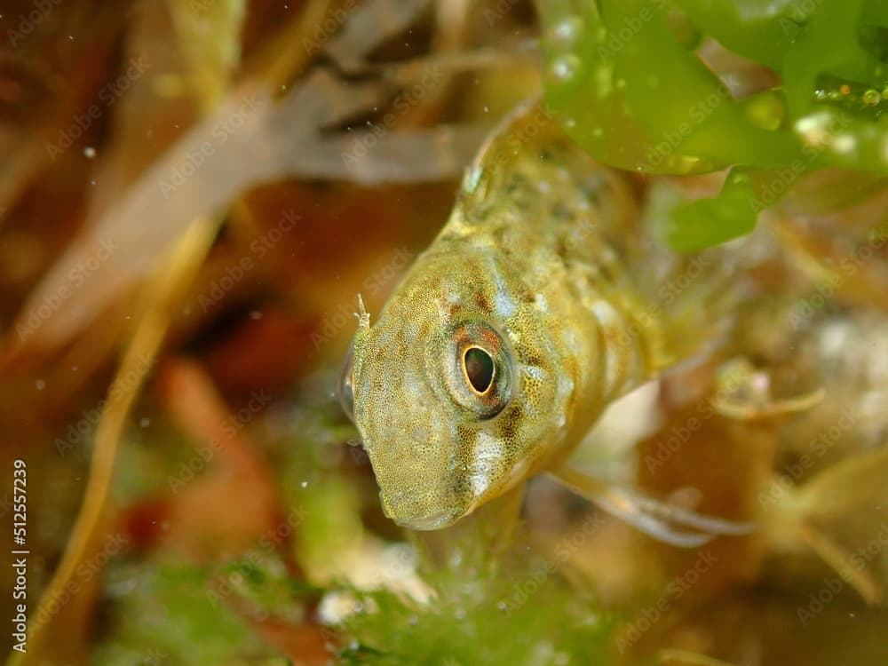 Rusty blenny (Parablennius sanguinolentus) juvenile underwater photo in Mediterranean Sea, Spain