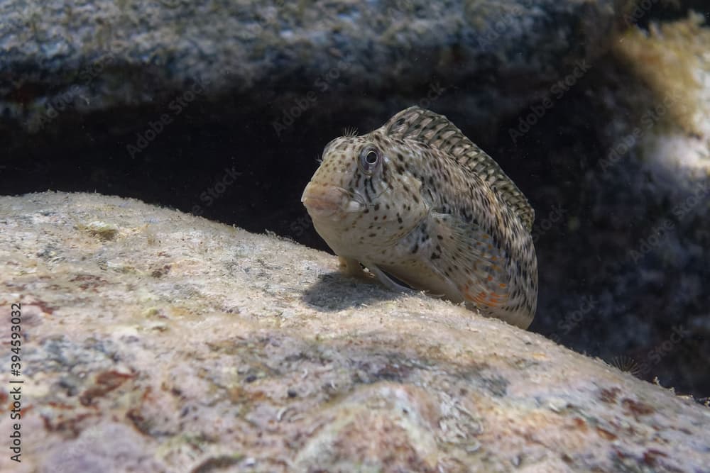 Rusty blenny or Black Sea blenny (Parablennius sanguinolentus) in Mediterranean Sea