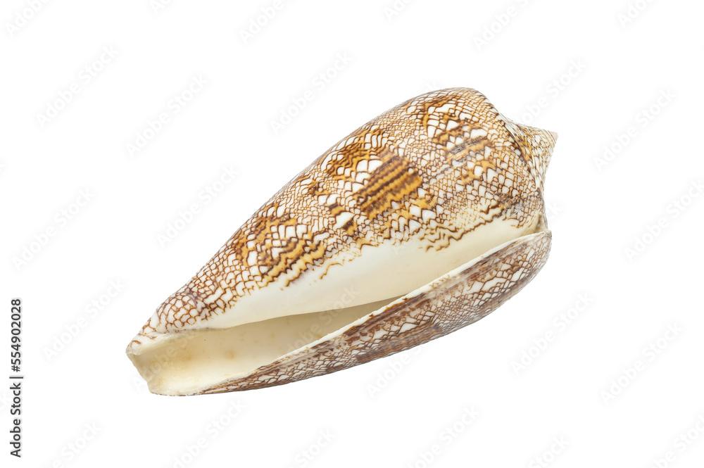 Conus aulicus,sea shell on isolated