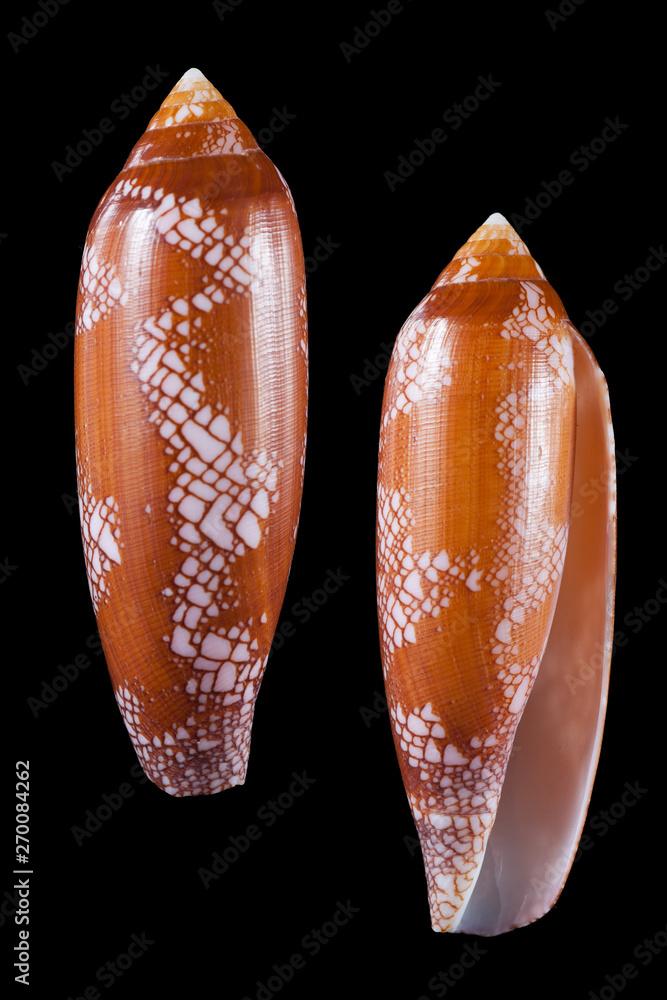 Conus aulicus