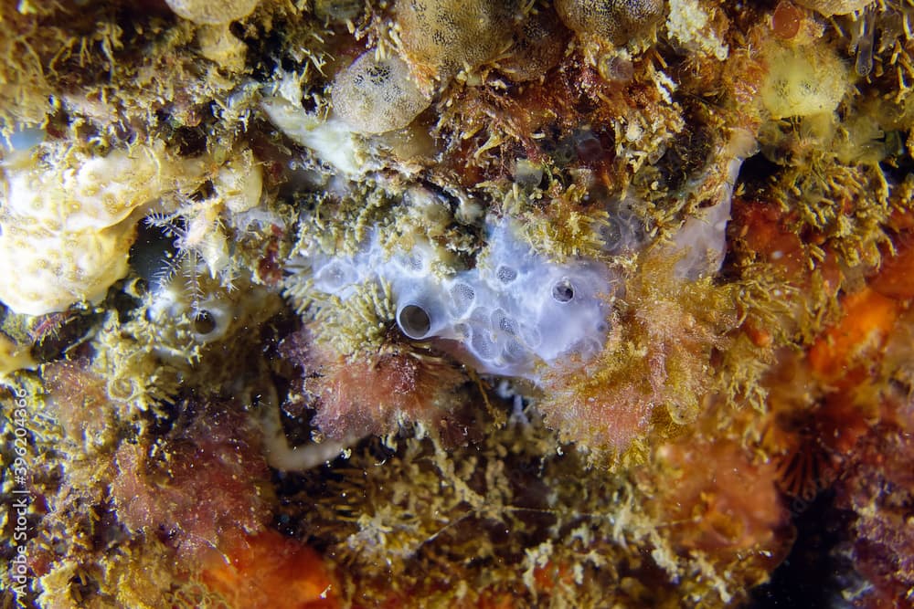 Bluish encrusting sponge (Phorbas tenacior) in Mediterranean Sea