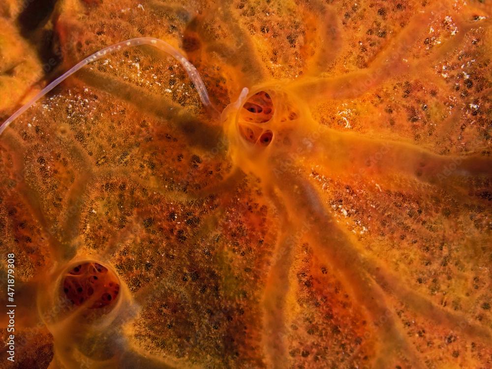 Encrusting orange sponge, Orangfarbener Strahlenschwamm (Spirastrella cunctatrix)