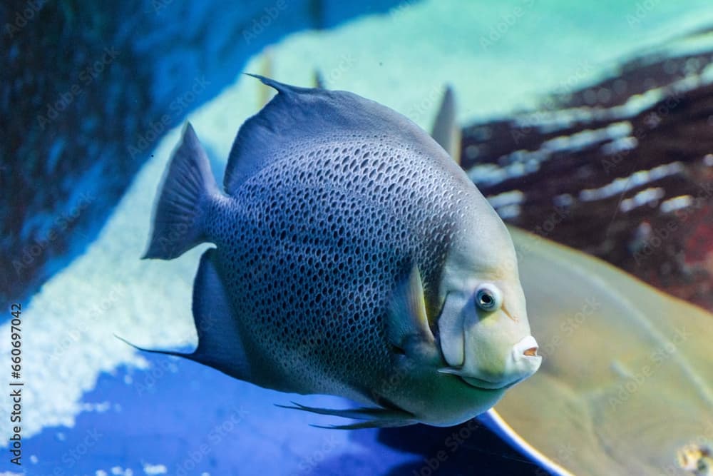 Adult gray angelfish, Pomacanthus arcuatus swims in aquarium