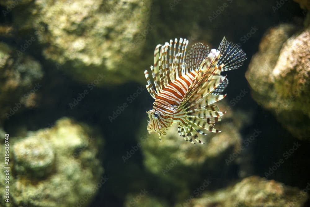 A beautiful colored Hawaiian turkeyfish also known as Hawaiian lionfish under the water