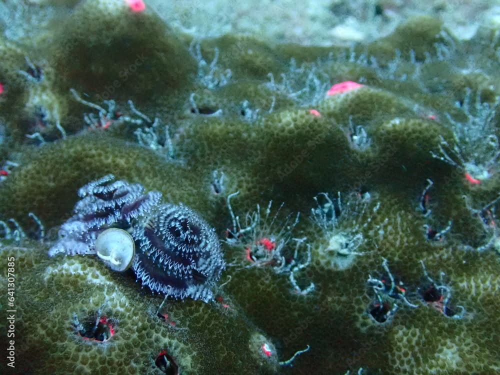 海の中のイバラカンザシ