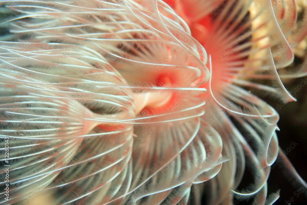 Christmas Tree worms (spirobranchus giganteus)