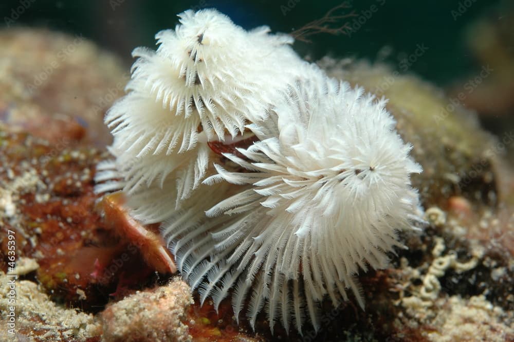 Christmas Tree Worm, Spirobranchus giganteus