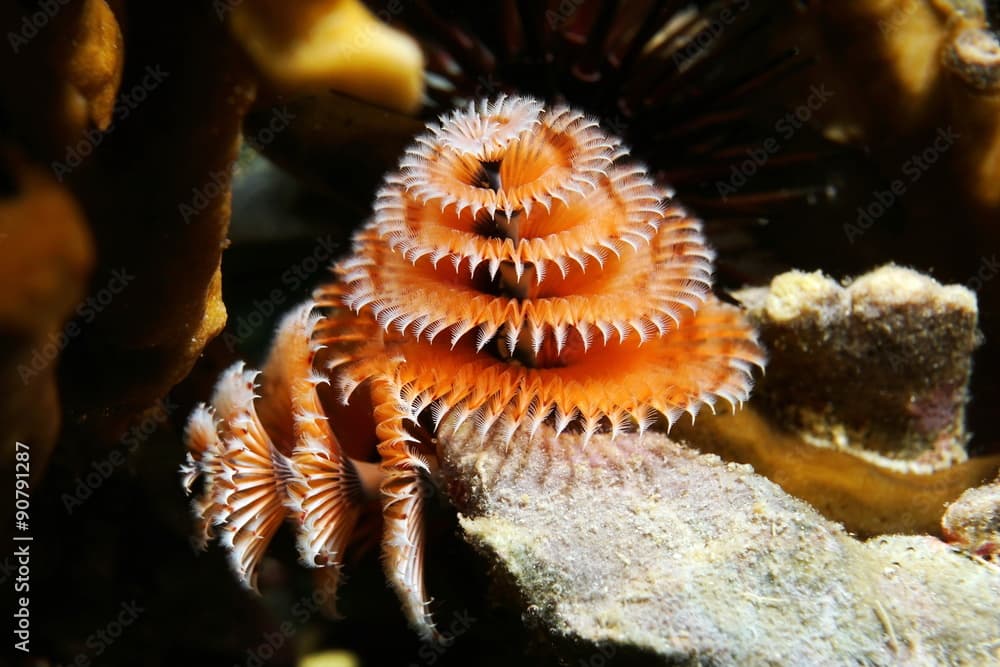 Christmas tree worm Spirobranchus giganteus