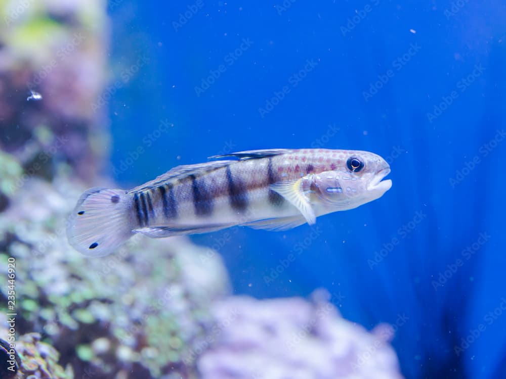 Amblygobius phalaena - Banded goby