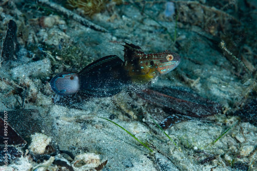 White-barred Goby Amblygobius phalaena