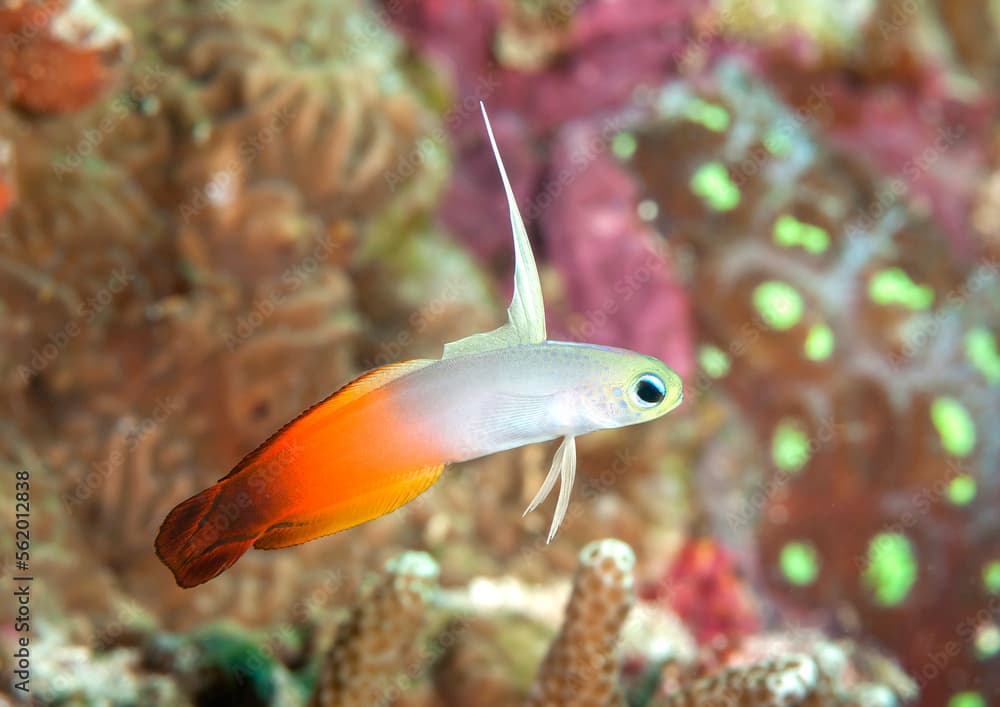 Red fire goby , fire fish goby or magnificent fire dart fish swims above the coral reef of Bali