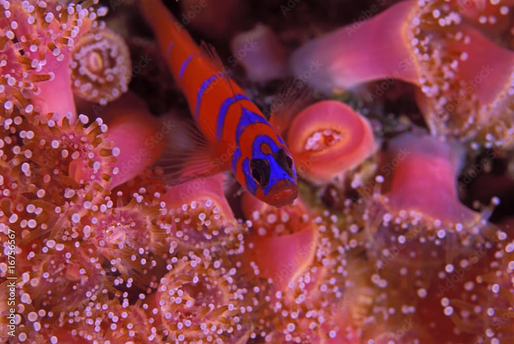 Blue barred goby on strawbery anemones