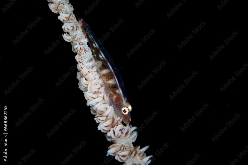 A small sea whip goby lives symbiotically on a black coral in Raja Ampat, Indonesia. The robust coral reefs of this remote, tropical region support the greatest marine biodiversity on Earth.