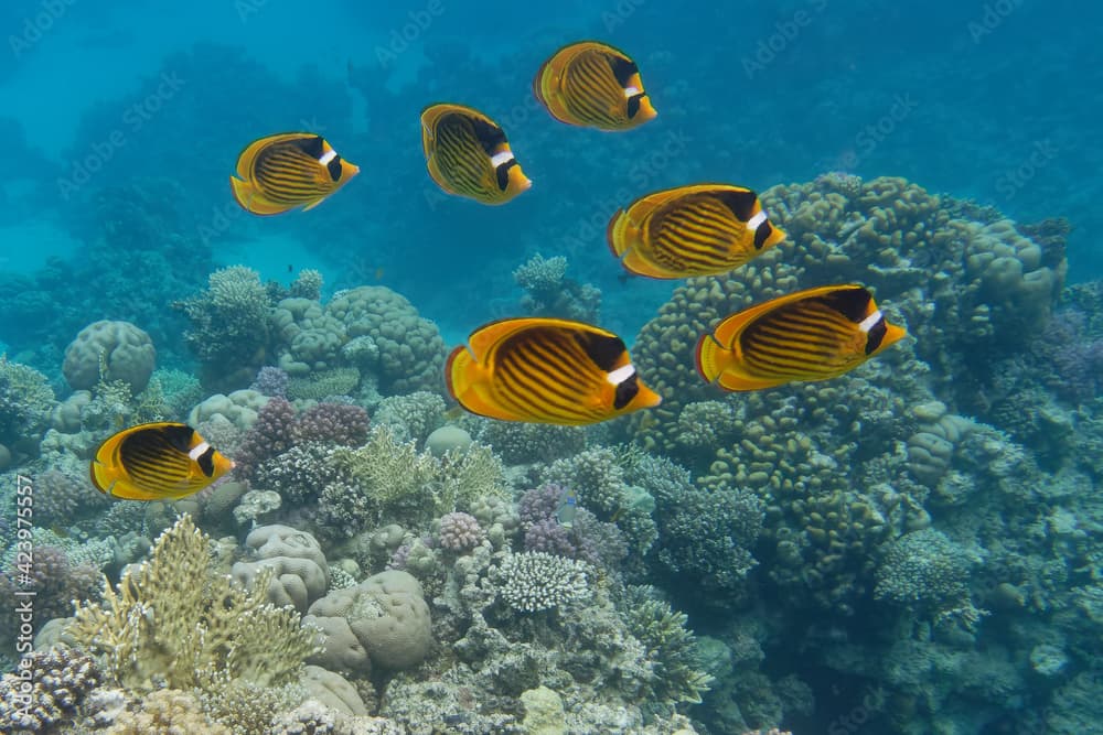 Diagonal butterflyfishes (Chaetodon fasciatus) in Red Sea