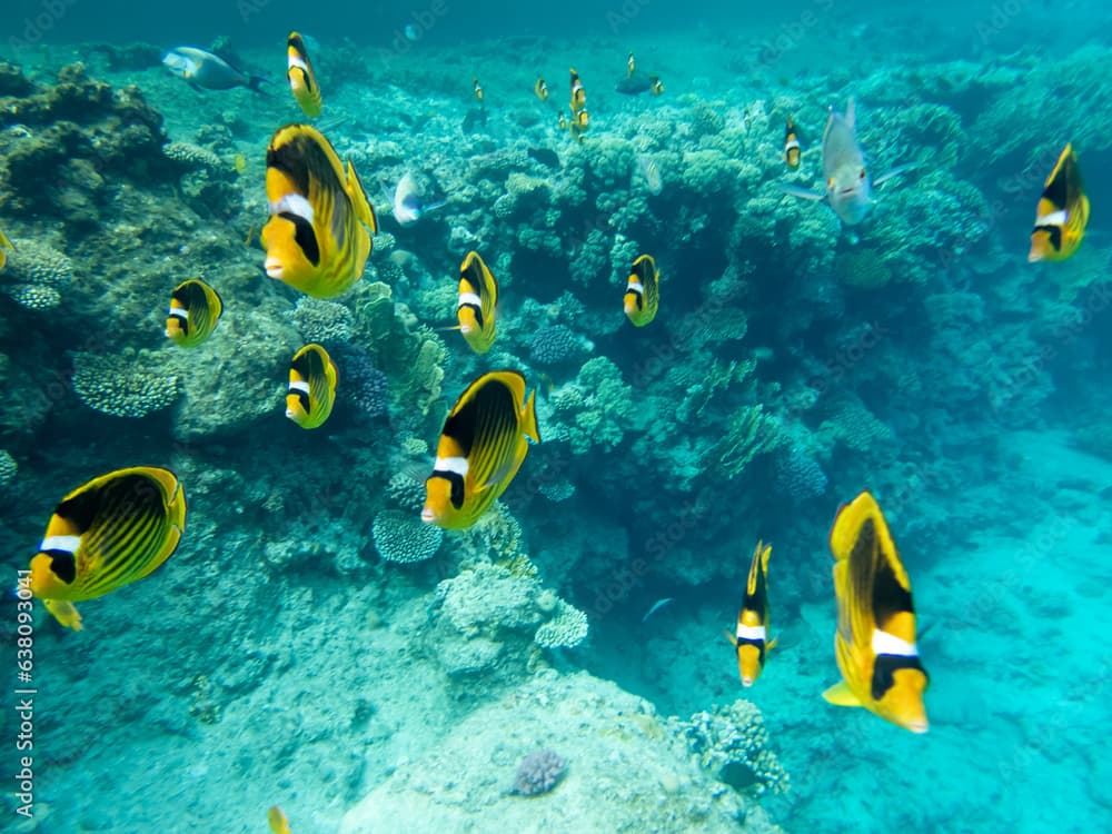 Chaetodon fasciatus or Butterfly fish in the Red Sea coral reef