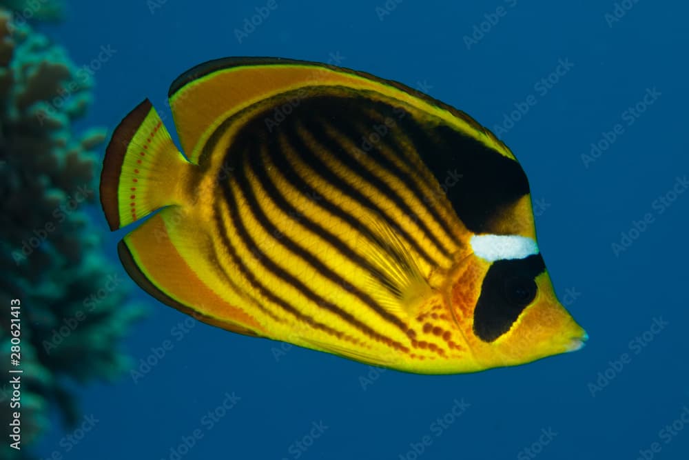 Chaetodon fasciatus, Forsskål, 1775, Diagonal butterflyfish