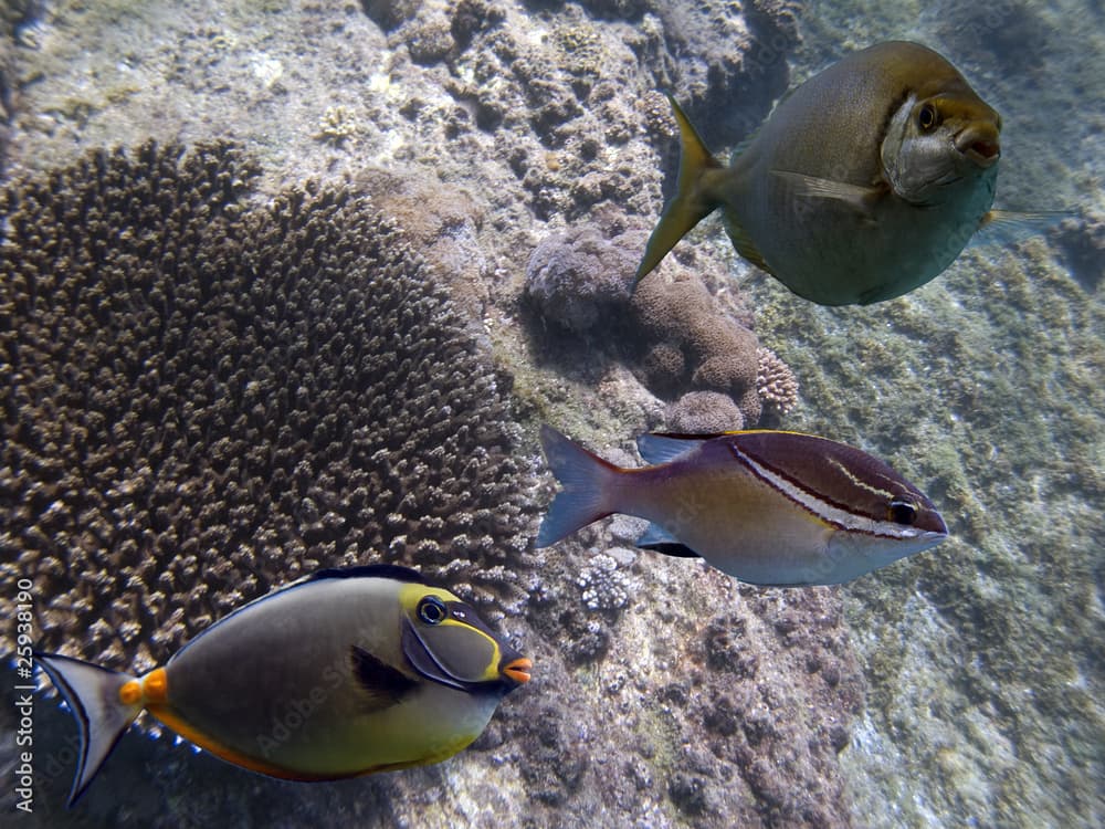 fishingreef