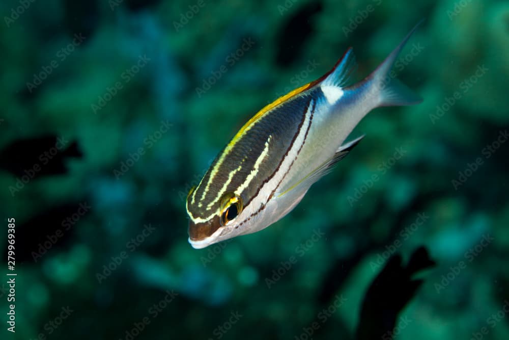 Bridled Monocle Bream (Spinecheeks) - Scolopsis bilineatus