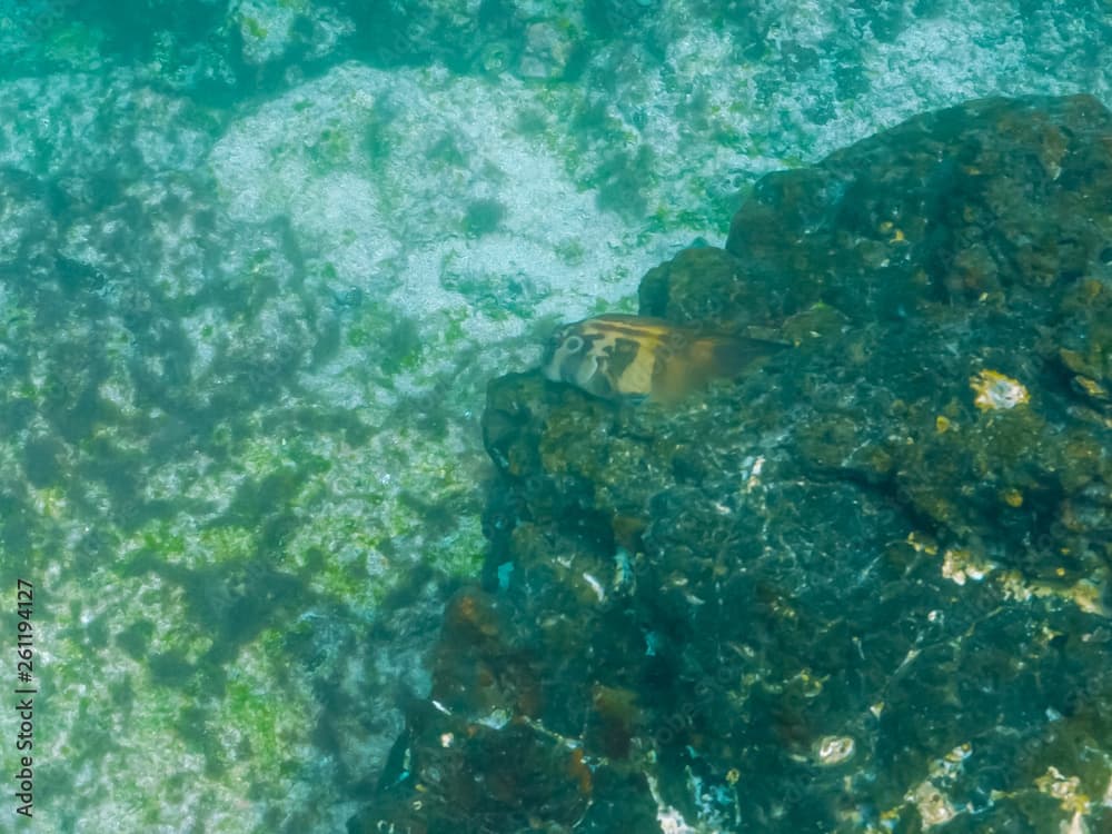 panamic fanged blenny at isla bartolome in the galapagos