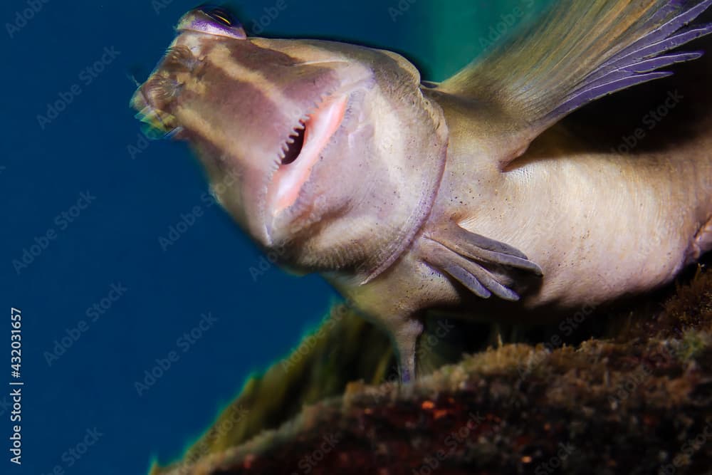 Portrait of a Blenny fish found in Manzanillo, Ixtapa, Mexico.