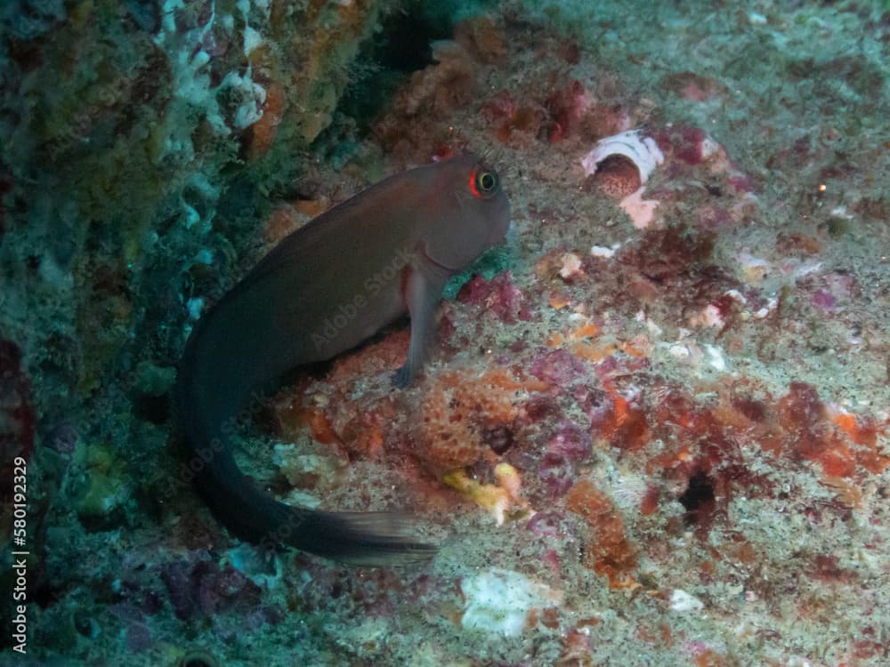 Panamic Fanged Blenny