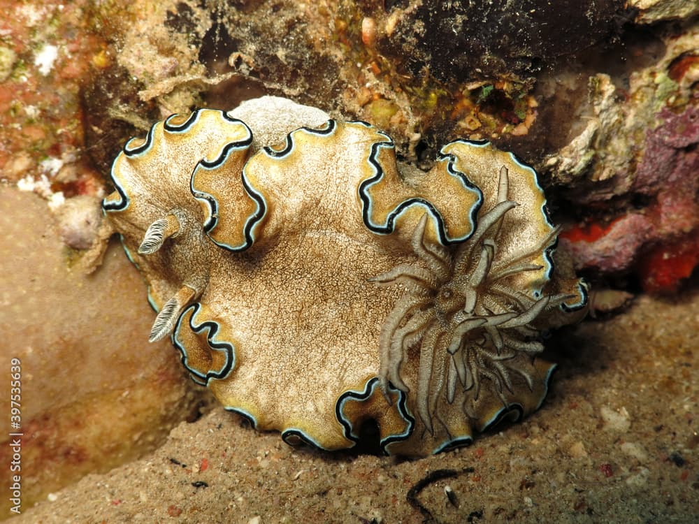 Close up of a Doriprismatica kyanomarginata nudibranch