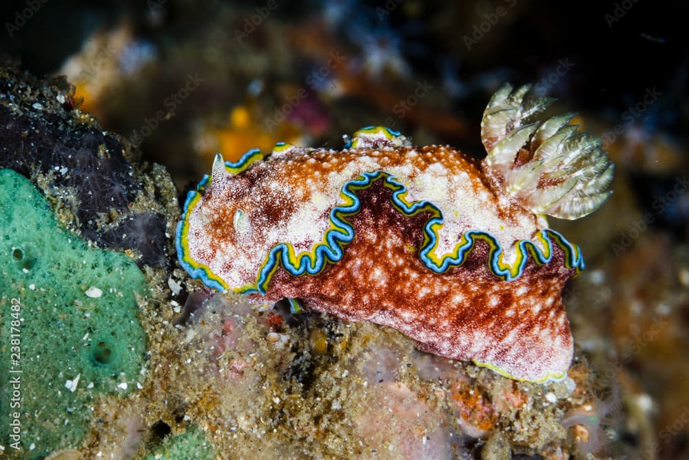 Glossodoris cincta, Nudibranchs from Lembeh Strait, Indonesia