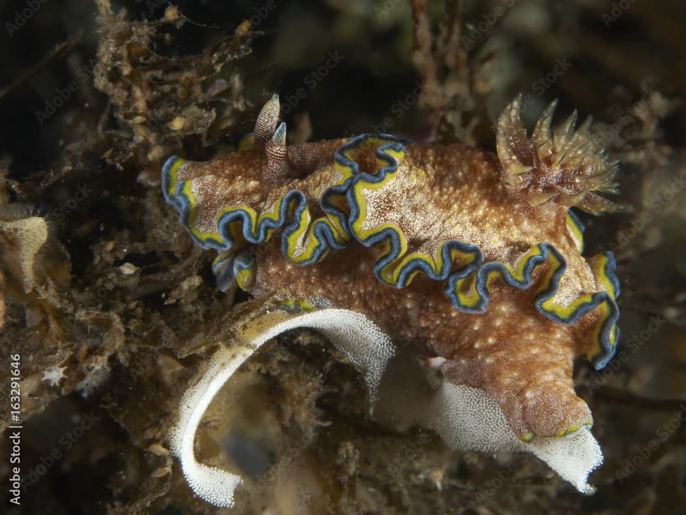 Nudibranch Glossodoris cincta