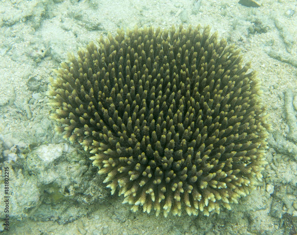 Acropora coral under the sea