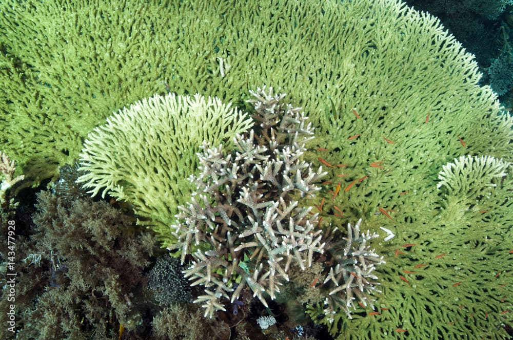 Table coral, Acropora hyacinthus, and branching corals, Acropora nobilis, Banta