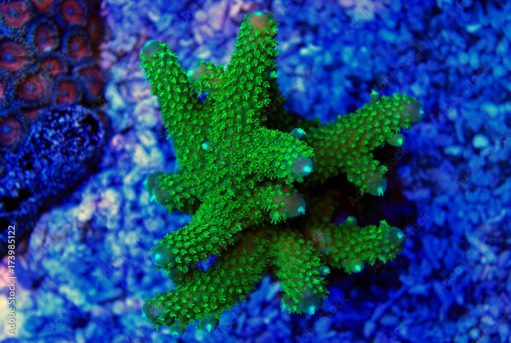 Green Acropora SPS coral under moonlight 