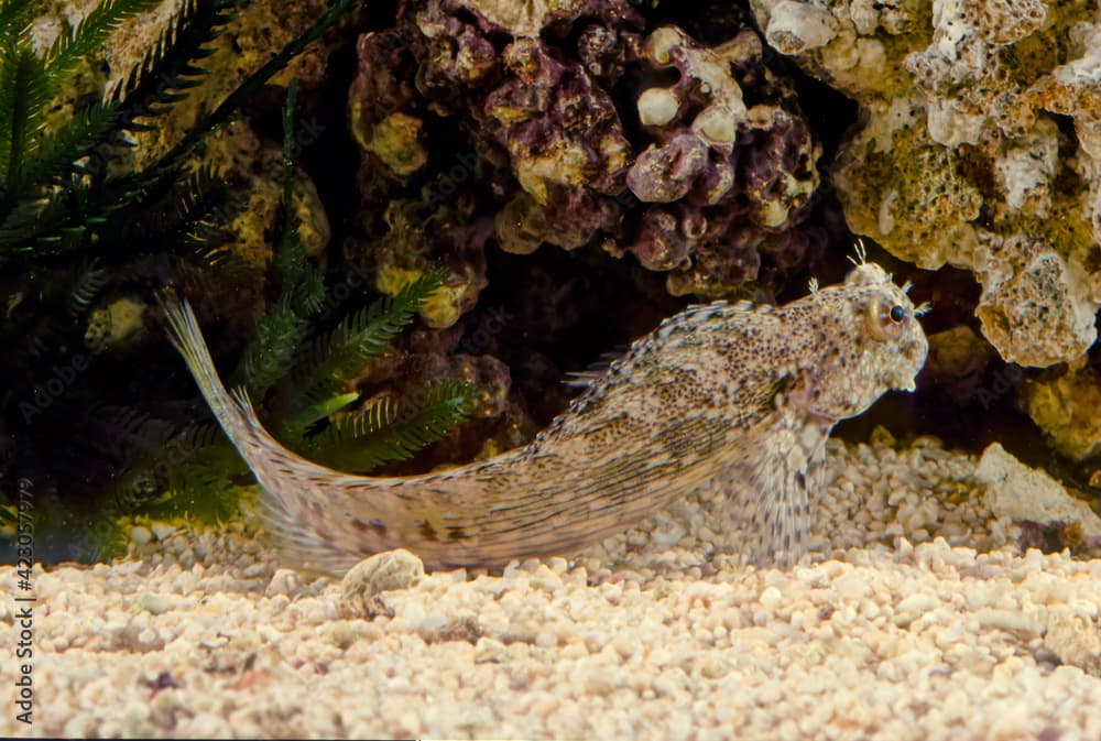 Salarias fasciatus (jewelled blenny) is a popular marine aquarium fish species in Australasia
