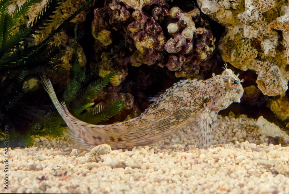 Salarias fasciatus (jewelled blenny) is a popular marine aquarium fish species in Australasia