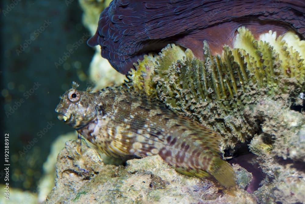 Sailfin Algae Blennie (Salarias fasciatus)