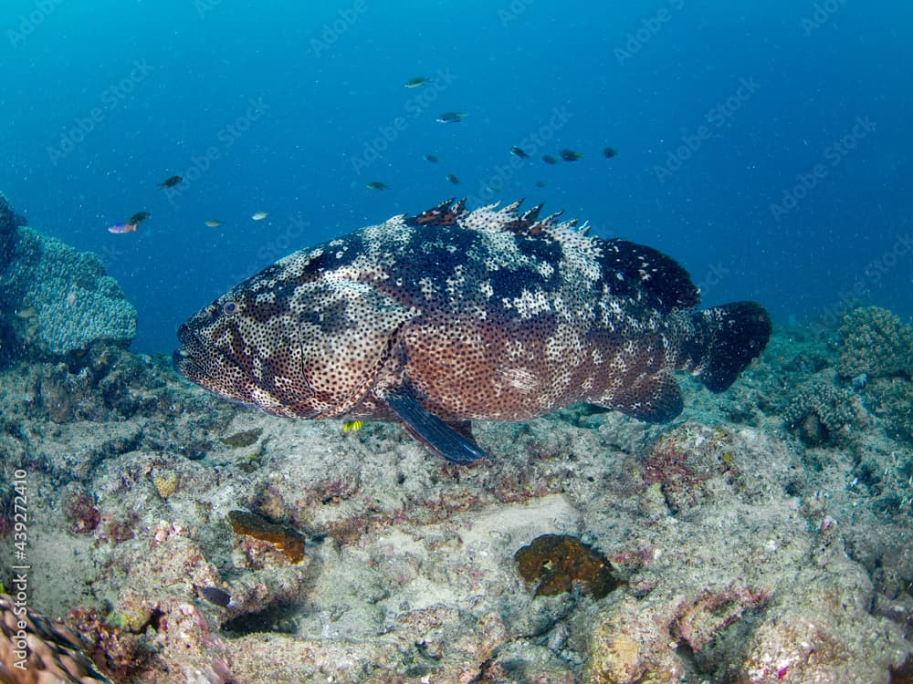 Malabar grouper in a coral reef (Noumea, New Caledonia)