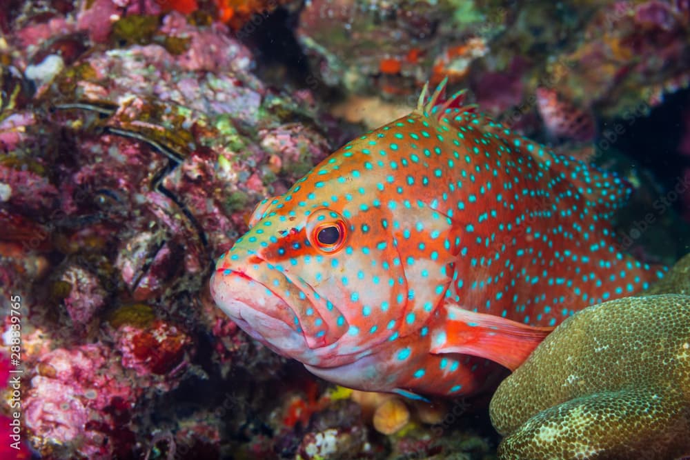 Close Up of a Coral Grouper on a Coral Reef