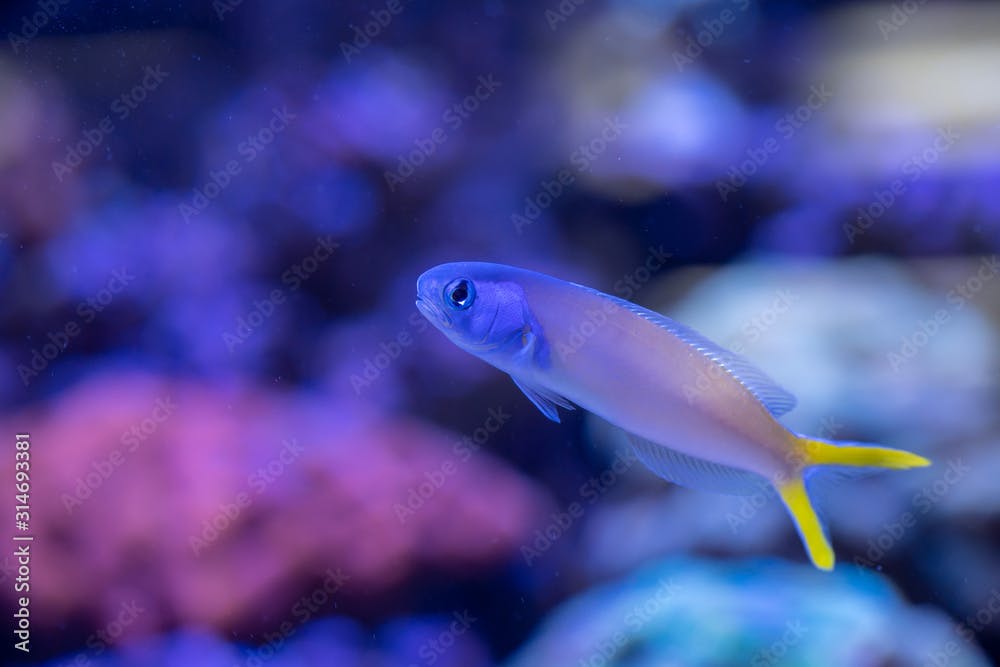 Bluehead tilefish (Hoplolatilus starcki) swimming in Reef Tank