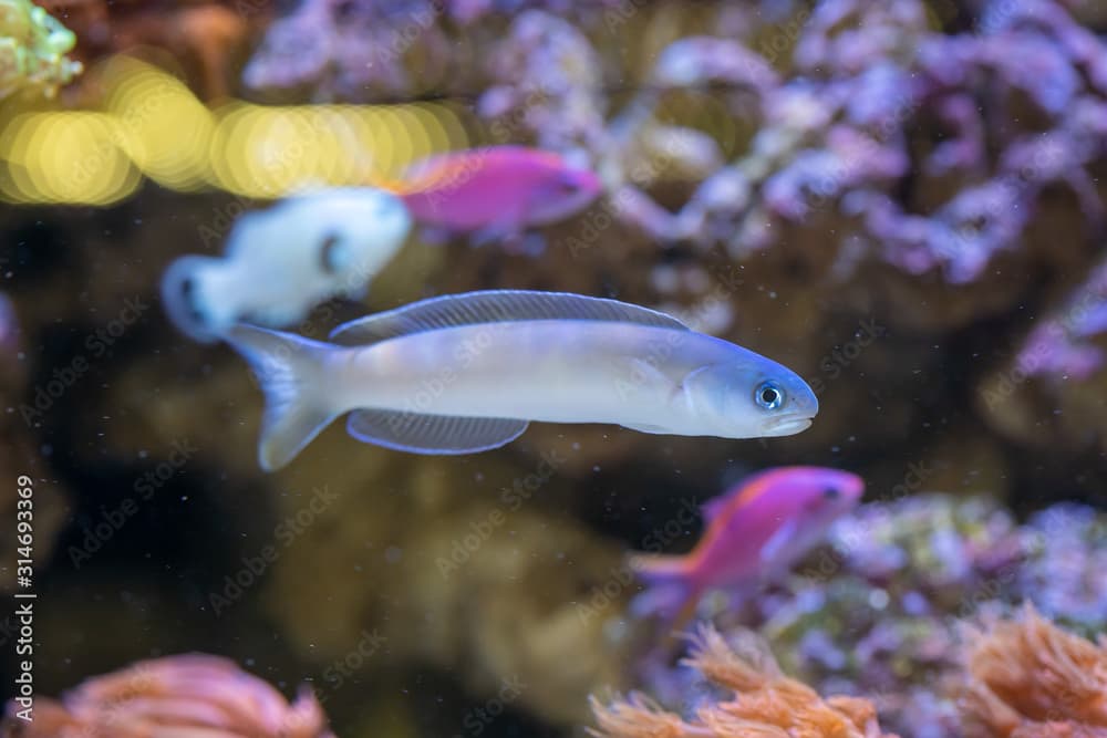 Flashing Tilefish (Hoplolatilus chlupatyi) beautiful marine fish from Indonesia