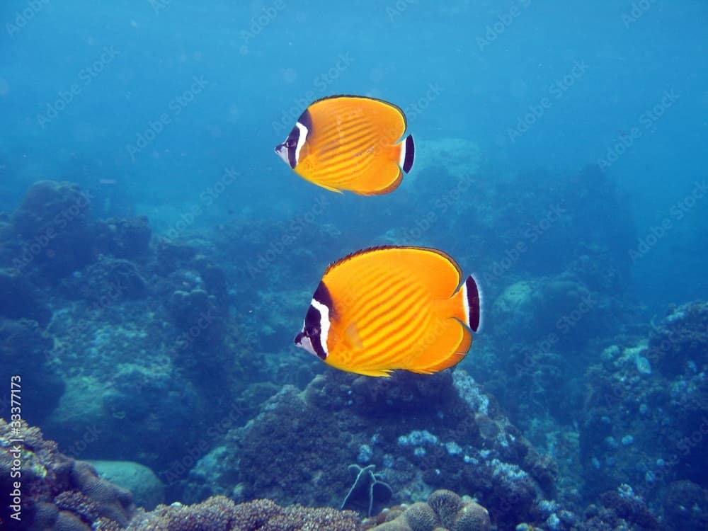 Weavers Butterflyfish - Chaetodon wiebeli