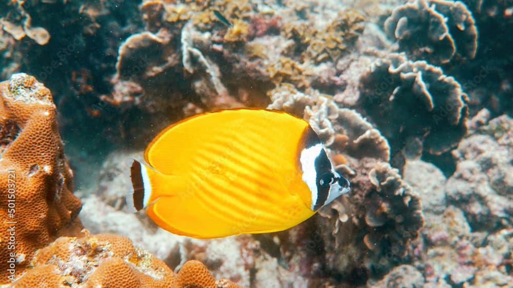 Underwater video of pair yellow blackcap butterflyfish fishes swimming among tropical coral reefs. Snorkeling in Gulf of Thailand, Koh Tao island. Snorkeling activity, dive concept. Wildlife aquatic