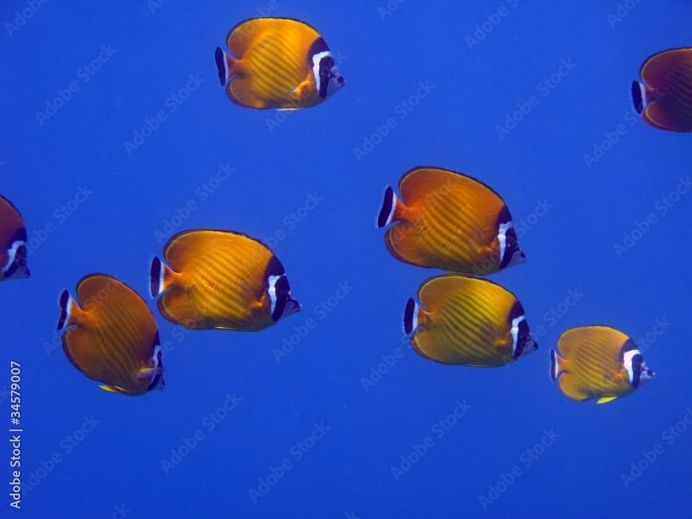 Weavers Butterflyfish - Chaetodon wiebeli