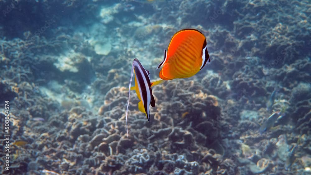 Underwater video of pair yellow blackcap butterflyfish and longfin bannerfish fish swimming among tropical coral reefs. Snorkeling activity, dive concept. Wildlife deep ocean