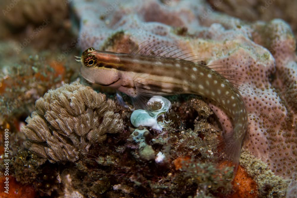 Nalolo Blenny fish sitting on the reef, side view. Small fish with brownish coloring.