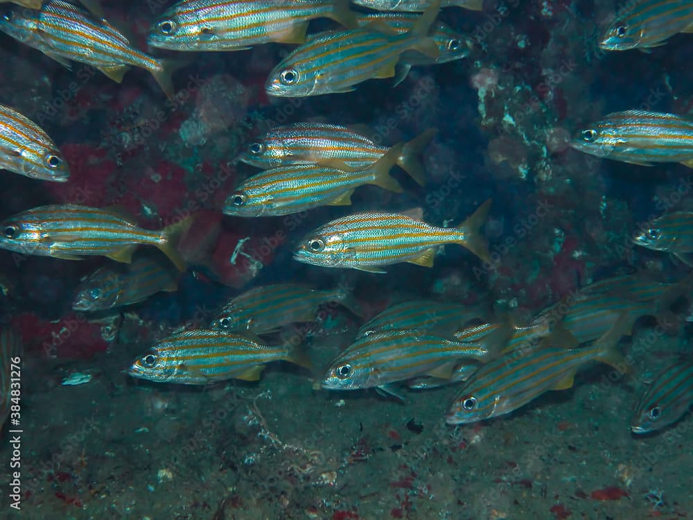 Smallmouth Grunt  (Haemulon chrysargyreum) - Tobago