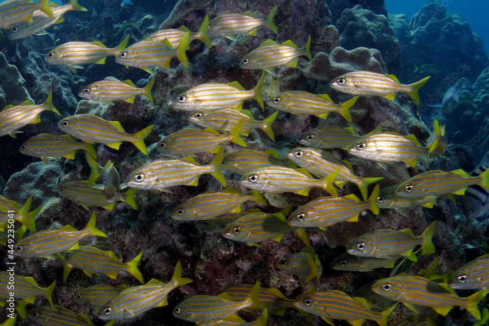 A school of Smallmouth Grunt, Haemulon chrysargyreum underwater in the Florida Keys National Marine Sanctuary.