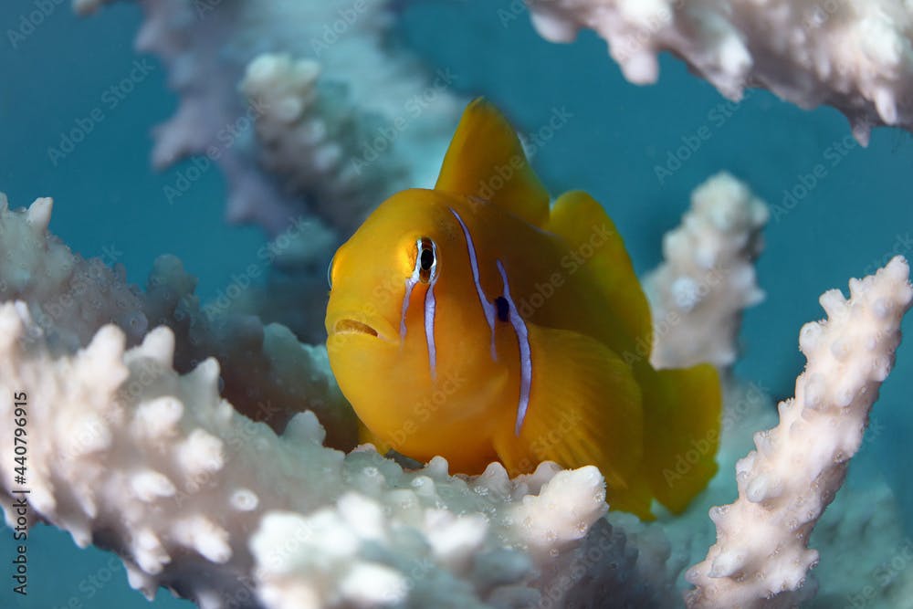 Gobiodon citrinus. Underwater word of the Red Sea. Photo was taken in Makadi Bay, Hurghada, Egypt